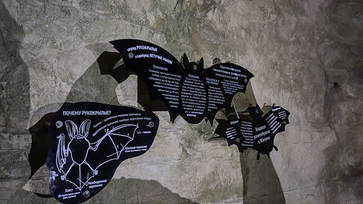 Показана информация о летучих мышах внутри музея.
