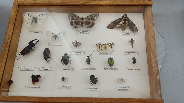 Показана коллекция бабочек и насекомых в Музее природы (продолжение).
