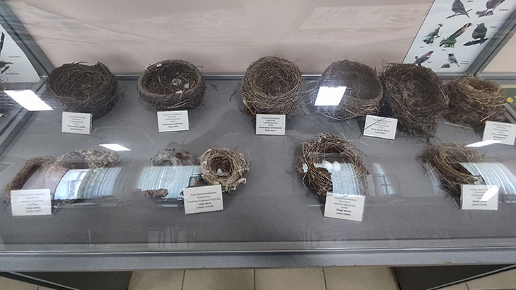 Показана коллекция птичьих гнезд в Музее природы (продолжение).
